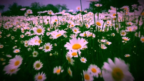 Moving on chamomile field Video stock 109545930