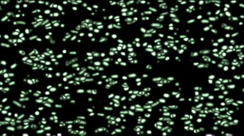 Moving in chaos bacterias Stock Footage 282028