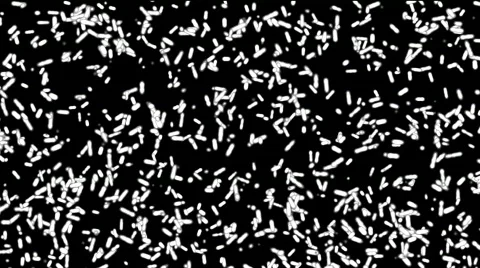 Moving in chaos bacterias Stock Footage 282029