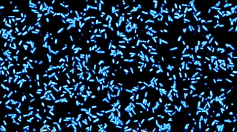 Moving in chaos bacterias Stock Footage 282035