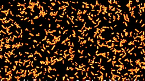 Moving in chaos bacterias Stock Footage 282038
