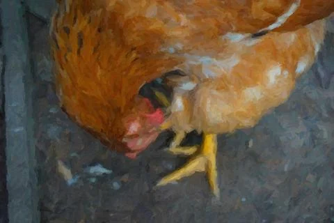 Moving Chicken Stock Illustration