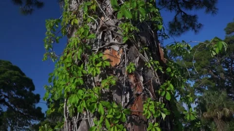 Moving in a Circle Around Florida Pine Tree With Glidecam Video stock 62779421