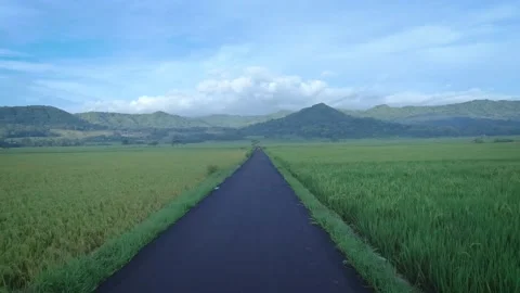 Moving Clip in Asphalt Road between rice fields under blue sunny sky Stock Footage 167761189