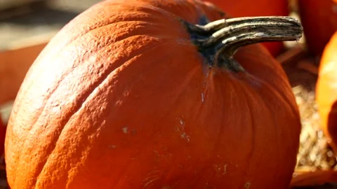 Moving close up of big orange pumpkin. Autumn harvest and farming concept. Stock Footage 134566663