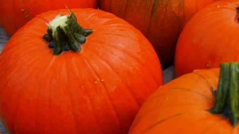 Moving Close Up of Big Orange Pumpkins  Видео 124078915