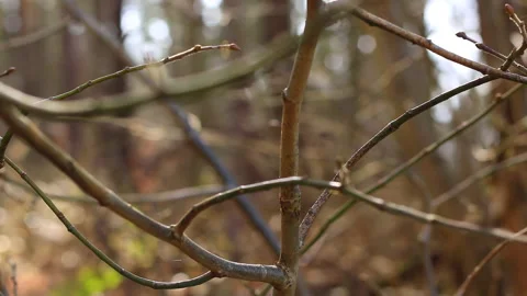 A moving close-up of branches in a forest in Germany. Stock Footage 239120576