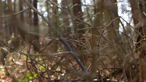 A moving close-up of branches in a forest. Spider webs are spun between them, Stock Footage 239120405