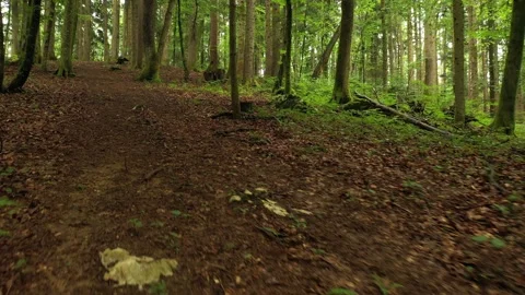 Moving close to forest floor Stock Footage 337514051