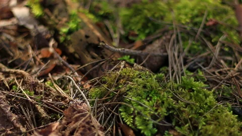 A moving close-up of a forest floor. The sunlight makes shadows dance on a Stock Footage 239120276