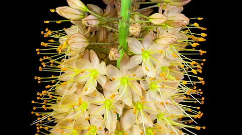 Moving close up of foxtail lily eremurus flower blooming timelapse Stockbeeldmateriaal 36794756