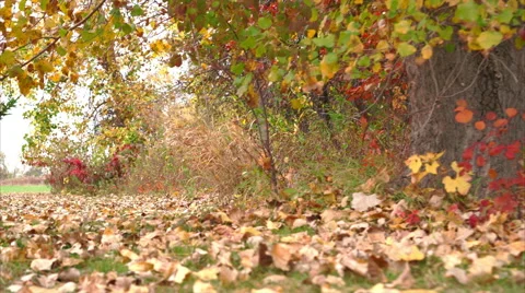 Moving close to ground above ground covered with leaves Stock Footage 56399501