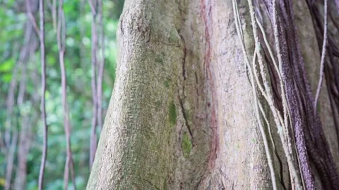 Moving close up of jungle tree trunk in rainforeset. Flora of Tahiti Stock Footage 166015063