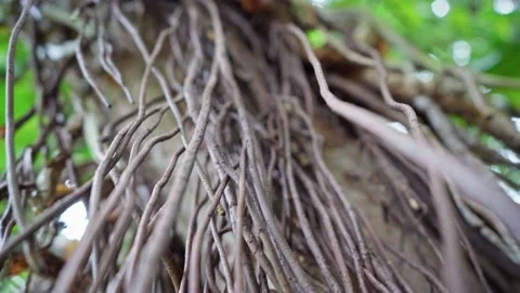 Moving close up of jungle tree trunk in rainforeset. Flora of Tahiti Stock Footage 166015105