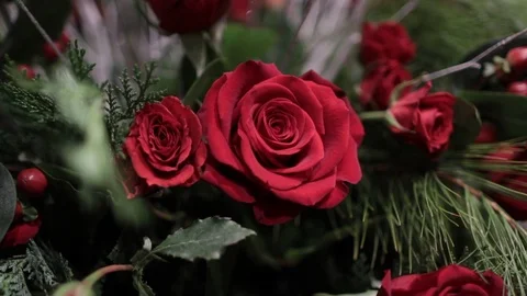 Moving close to large red rose Stock-Footage 99583438
