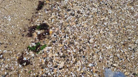 Moving close-up of seashells, pebbles and seaweed on sandy beach Stock Footage 321651097