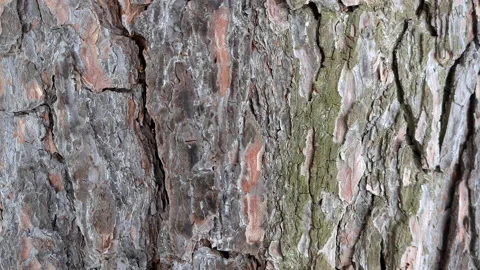 Moving Close Up Shot Of Pine Tree Bark In Winter Stock Footage 235574408
