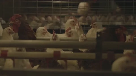 Moving Close-ups of Chickens Inside Chicken Farm. Stock Footage 231500886