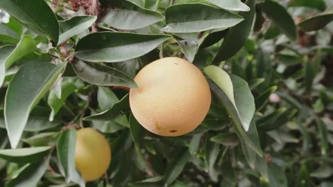 Moving closer to a ripe orange on a tree Stock Footage 296572119