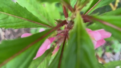 Moving closer through the touch me not plant Video stock 314259667