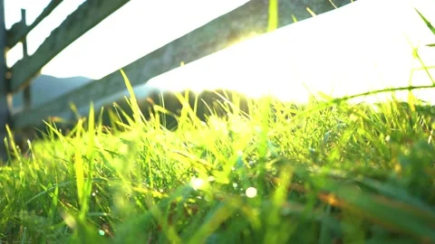 Moving closeup of the green alpine grass at sunrise, sun shining in Carpathian Stock Footage 141861322