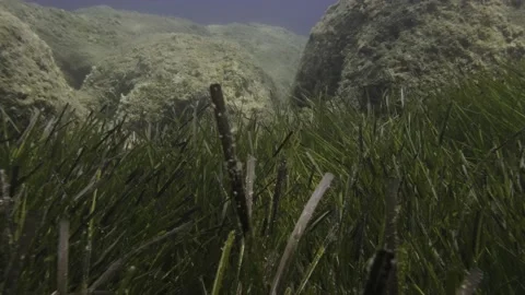 Moving in closeup through thick Neptune Grass underwater Stock Footage 238837983