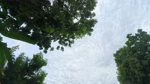 Moving cloudes in garden timelapes Stock Footage 301431651