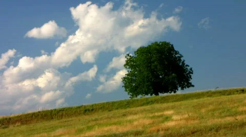 Moving clouds behind a tree on a hill Stock-Footage 450917