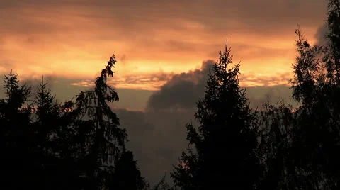 Moving clouds behind the trees at sunset Stock-Footage 55796419