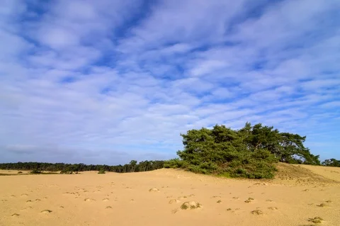 Moving clouds with different speed over sand dunes with trees Video stock 125095323