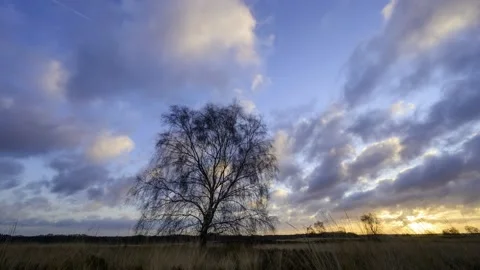 Moving clouds during sunrise over a heather field with birch trees. Video stock 169793475