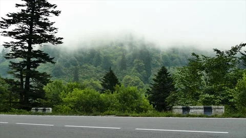 Moving Clouds in the Forest Stock Footage 189810876
