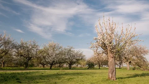 Moving clouds over apple trees in full blossom Vídeo Stock 129074690
