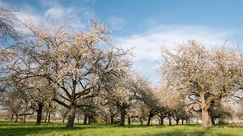 Moving clouds over apple trees in full blossom Видео 129075493