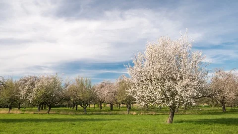 Moving clouds over apple trees in full blossom Видео 129076063