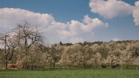 Moving clouds over cherry trees in full blossom Video stock 128168905