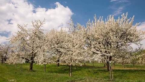 Moving clouds over cherry trees in full blossom Видео 128169981