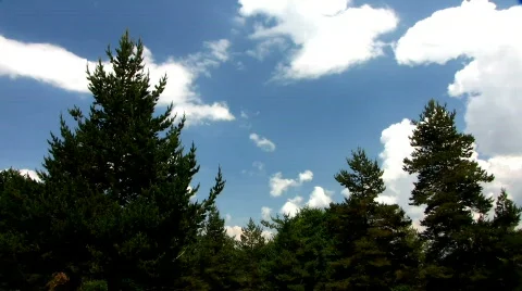 Moving clouds over the fir-trees Stock Footage 457073