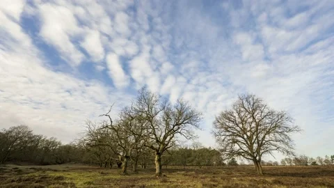 Moving clouds over a natural landscape with a group of bare oak trees Stock Footage 158488625