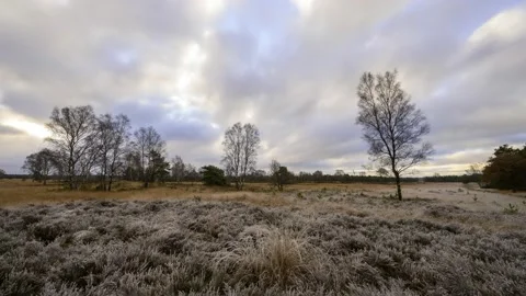 Moving clouds over a natural landscape with heather and Birch trees Video stock 235051452