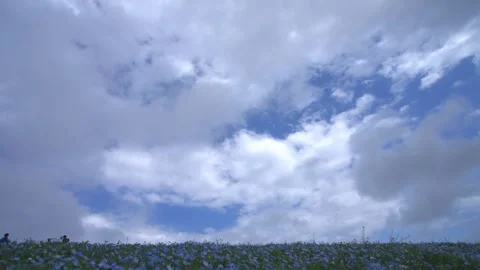 Moving Clouds Over Nemophila Fields - Hitachi Seaside Park, Japan Stock Footage 335058822