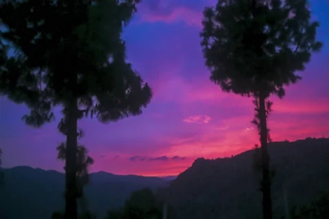 Moving clouds time lapse between cedar trees Stock Footage 200446602