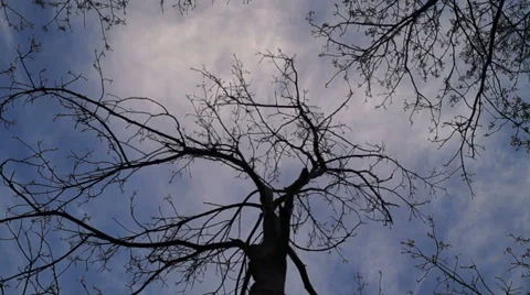 Moving Clouds view from Trees -Time Lapse Stock Footage 49833838
