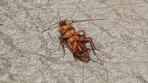 Moving cockroach legs Stock Footage 292986205