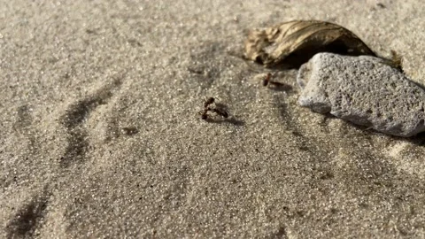 Moving colony ants close-up on a river bank Stock Footage 202157944