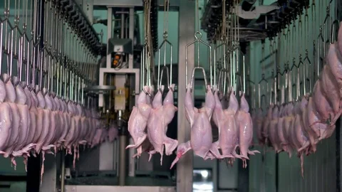 Moving conveyor with rows on poultry processing factory full of chickens. 4K. Stock Footage 80860052