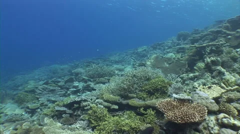 Moving on coral reef Stock Footage 40083176