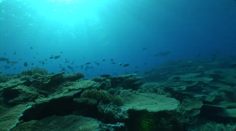 Moving on coral reef Stock Footage 40083222