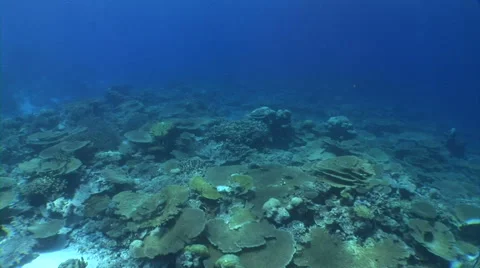 Moving on coral reef Stock Footage 40083294