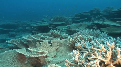 Moving on coral reef Video stock 56791644